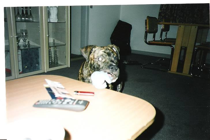 Amerikansk staffordshire terrier *Bossy* - 20. "Kan min bamse lige være her??" billede 20