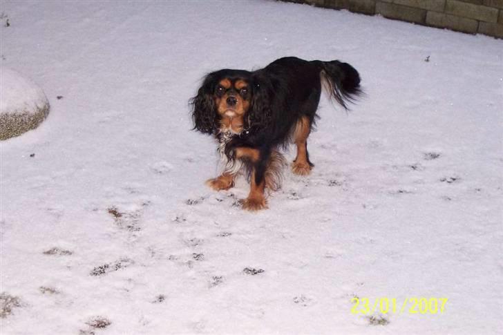 Cavalier king charles spaniel Carmen billede 18