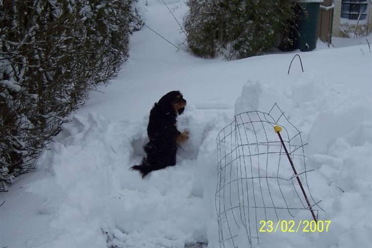Cavalier king charles spaniel Carmen billede 19
