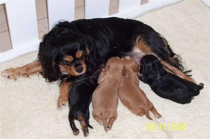 Cavalier king charles spaniel Carmen - Carmen med sine hvalpe. billede 20