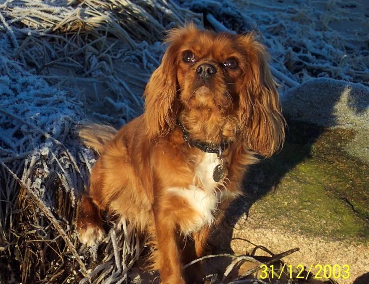 Cavalier king charles spaniel Asta billede 17