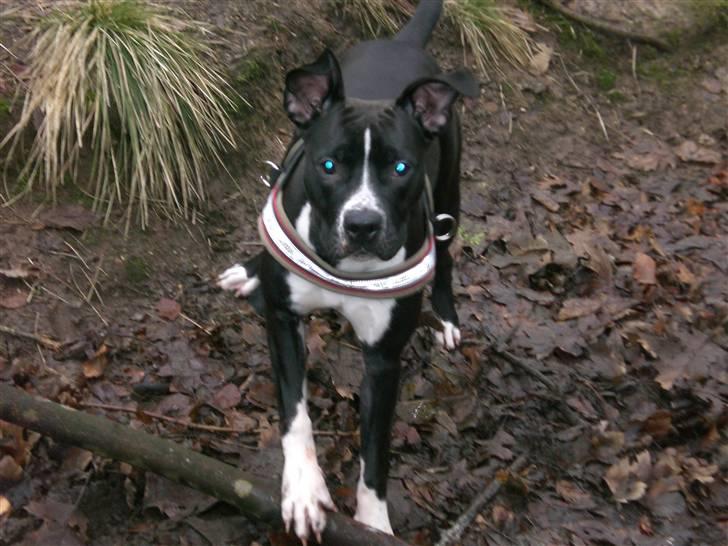 Amerikansk staffordshire terrier BAILY™ - Nu med blå kontaktlinser :) billede 7