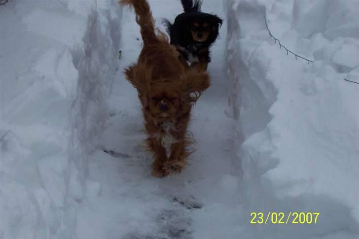 Cavalier king charles spaniel Asta - Højt kumør i sneen billede 18