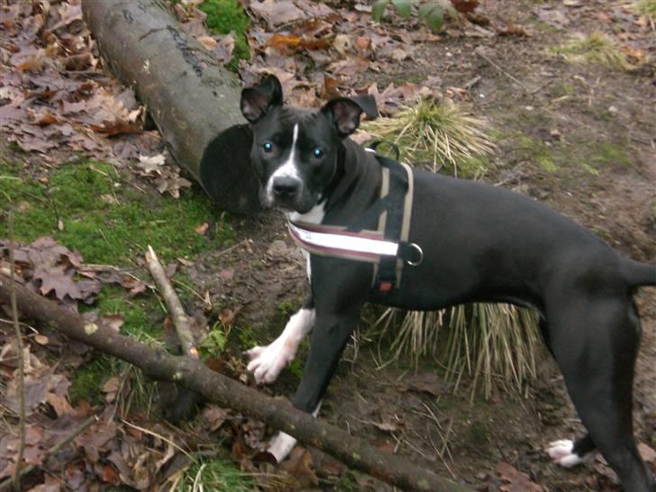 Amerikansk staffordshire terrier BAILY™ billede 8