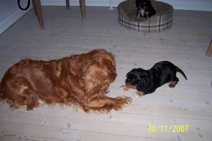 Cavalier king charles spaniel Asta - Asta snakker med nevøen Oliver billede 19