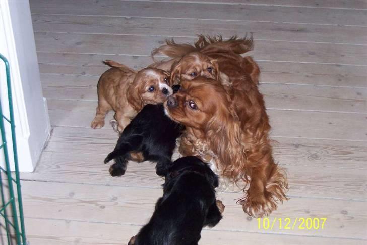 Cavalier king charles spaniel Asta - Det er hårdt at være moster billede 20