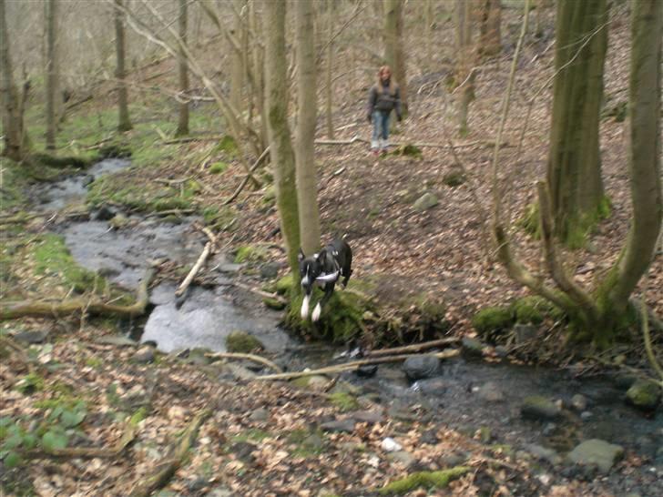 Amerikansk staffordshire terrier BAILY™ billede 9