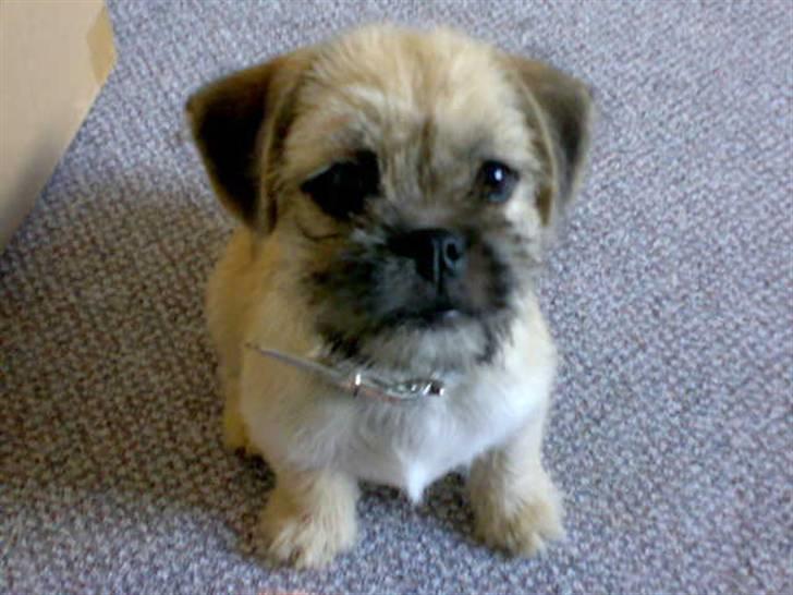 Blanding af racer Angela billede 1