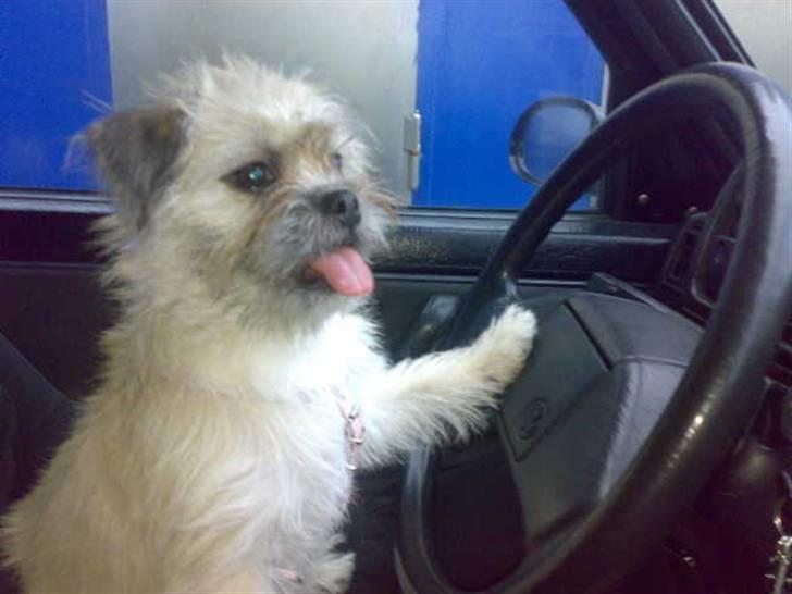 Blanding af racer Angela billede 2