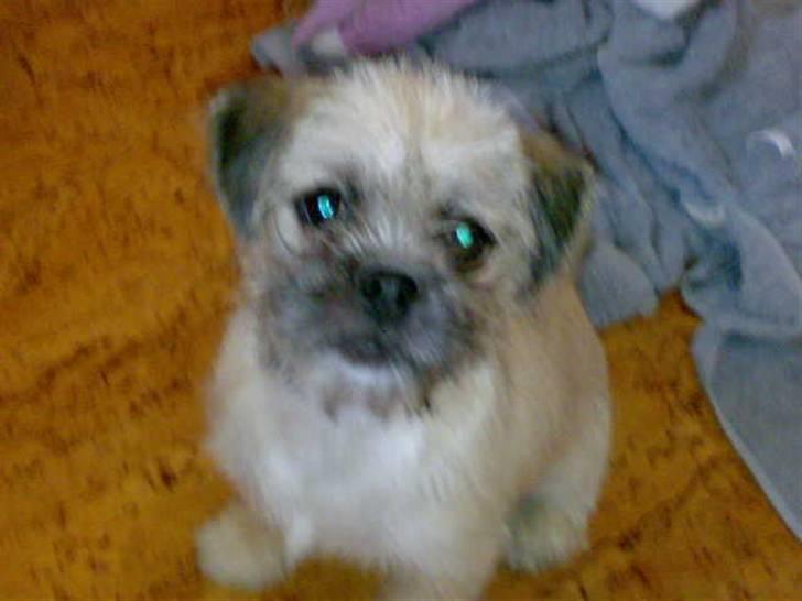 Blanding af racer Angela billede 4