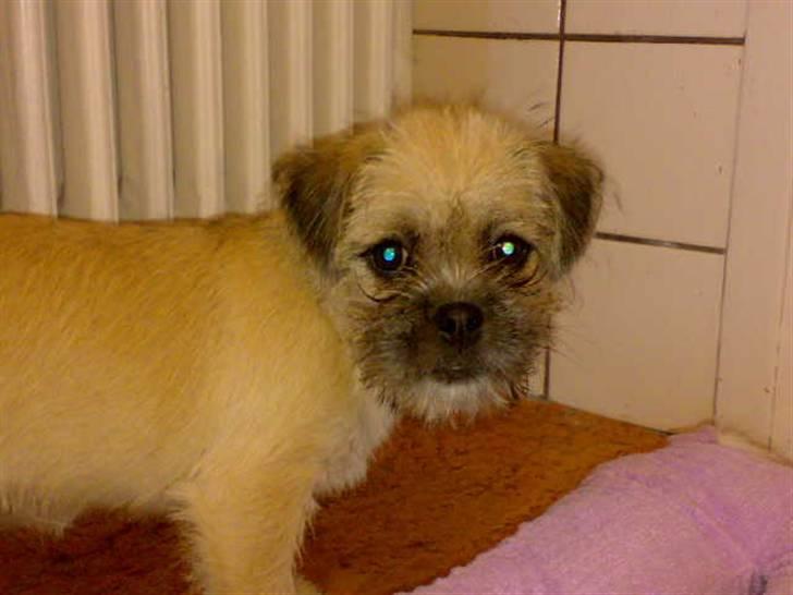 Blanding af racer Angela billede 5