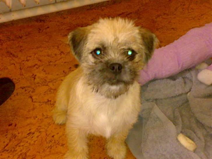 Blanding af racer Angela billede 6