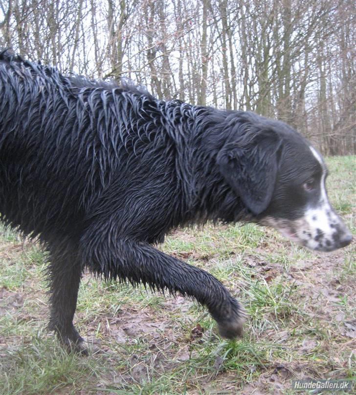 Blanding af racer Bailey - "Vi lister os afsted på tå, når vi skal ud at jage..."  billede 15
