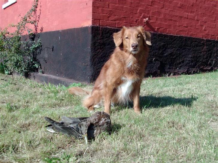 Nova scotia duck tolling retriever Kylador's Zee Dana - Dana, med mit første jagtudbytte ( og eneste so far), en gråand, som hun fint apporterede billede 1
