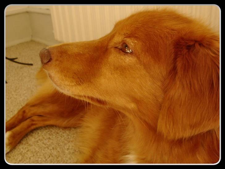 Nova scotia duck tolling retriever Kylador's Zee Dana - Smukke Dana, nu snart 8 år gammel. billede 2