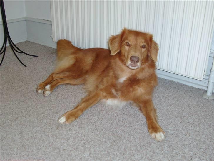 Nova scotia duck tolling retriever Kylador's Zee Dana - Igen smukke Dana billede 3