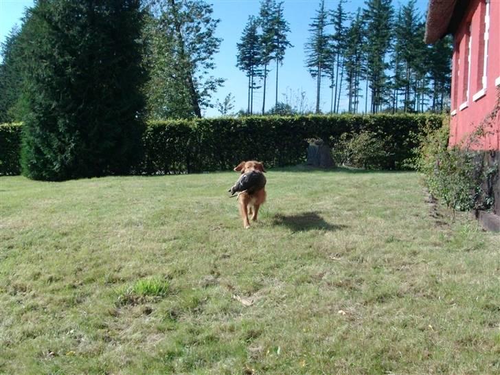 Nova scotia duck tolling retriever Kylador's Zee Dana - Dana, og min første gråand, hjemmetræning på plænen billede 4
