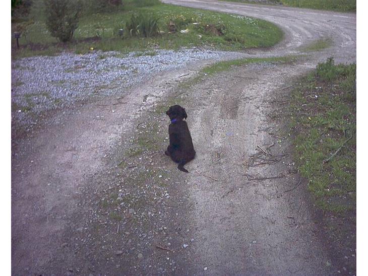 Flat coated retriever Freja - Sidder og kigger efter far billede 1