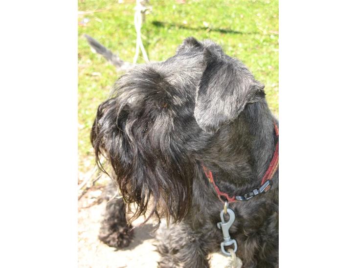 {{currentPhoto.altText}} billede {{currentPhoto.number}}