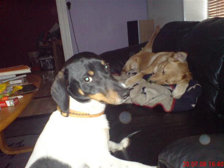 {{currentPhoto.altText}} billede {{currentPhoto.number}}