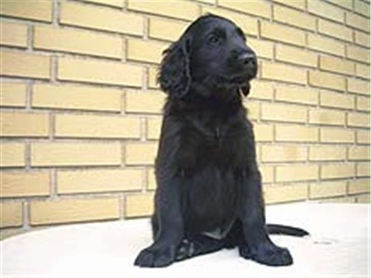 Flat coated retriever Mickey *Død* MISS YOU:'( billede 1