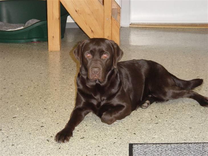 Labrador retriever Luna (Vita) - Velkommen til min profil med en af mine skønne hunde Luna bedøm eller kommenter gerne:D På billedet ligger Luna og kigger:D billede 1