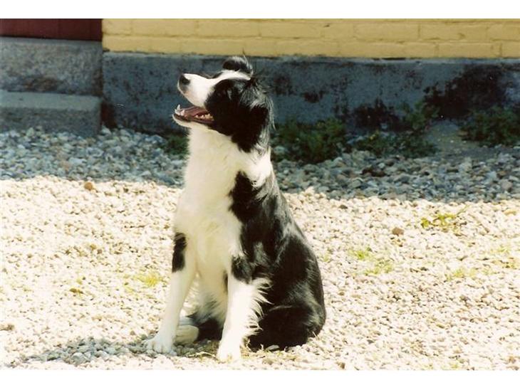 Border collie Hidden farms Heather Fraj - jeg er meget opmærksom billede 1