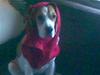 Beagle Wilma