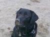Labrador retriever vaks 