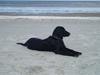 Flat coated retriever Charlie