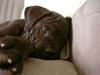 Cane corso Beebob *HIMMELHUND*