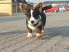 Welsh corgi cardigan Emma