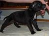 Staffordshire bull terrier Feta