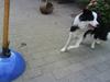 Border collie sack bortgivet savner dig
