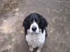 Engelsk springer spaniel Diana. <3 **Død* :'( [ Himmelhund]