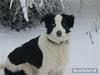 Border collie chigo