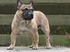 Fransk bulldog - DEGA -