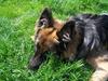 Schæferhund Bastian R.I.P [ Himmelhund]