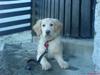 Golden retriever Bella