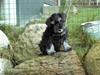 Dvaergschnauzer Todde