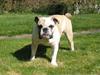 Engelsk bulldog Fiona RIP 