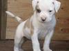 Amerikansk bulldog Lucy Lui