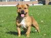 Staffordshire bull terrier Rocky (Dailo's Passion)