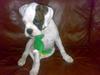 Boxer Hilmer