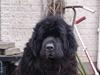 Newfoundlænder Bamse