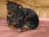 Dvaergpinscher Amina