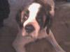 Sankt bernhardshund molly