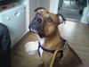 Amerikansk staffordshire terrier max