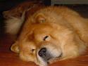 Chow chow Django
