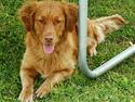 Nova scotia duck tolling retriever Tasia